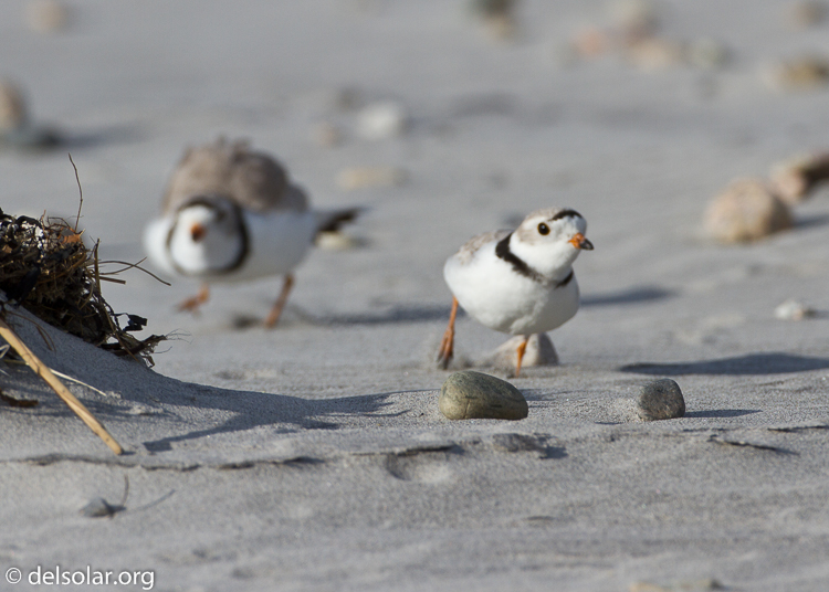 Canon EOS 7D  --  500 mm  --  EF500mm f/4L IS USM  