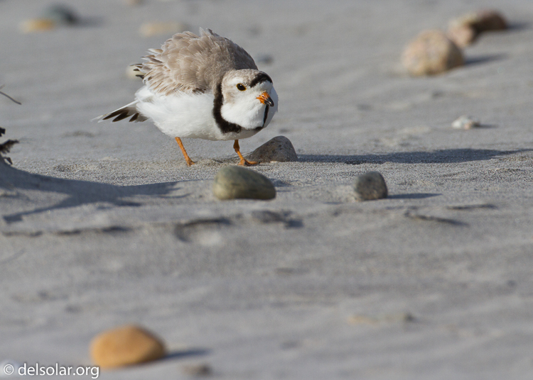 Canon EOS 7D  --  500 mm  --  EF500mm f/4L IS USM  