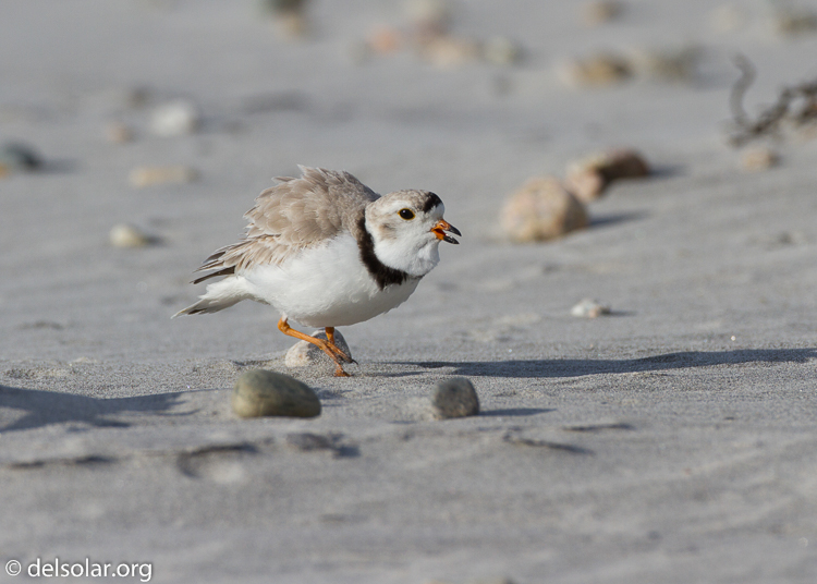 Canon EOS 7D  --  500 mm  --  EF500mm f/4L IS USM  