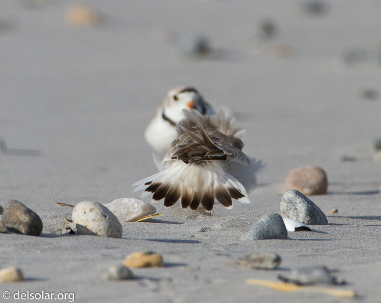 Canon EOS 7D  --  500 mm  --  EF500mm f/4L IS USM  