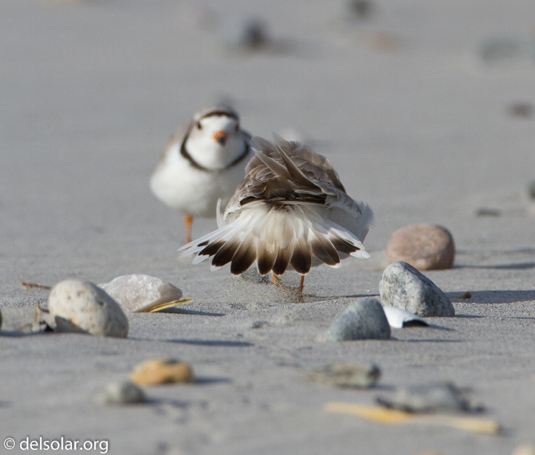 Canon EOS 7D  --  500 mm  --  EF500mm f/4L IS USM  