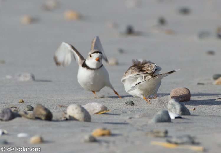 Canon EOS 7D  --  500 mm  --  EF500mm f/4L IS USM  