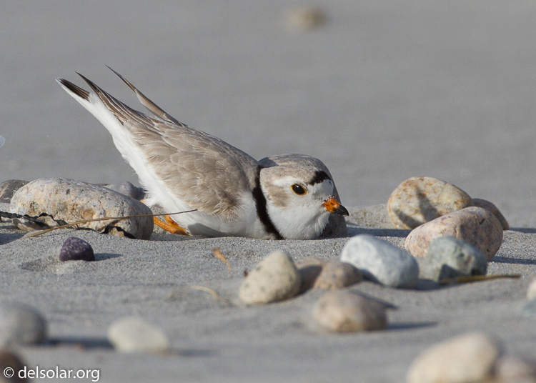 Canon EOS 7D  --  500 mm  --  EF500mm f/4L IS USM  