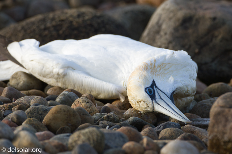 Canon EOS 7D  --  500 mm  --  EF500mm f/4L IS USM  