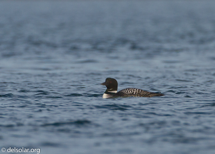 Canon EOS 7D  --  500 mm  --  EF500mm f/4L IS USM  