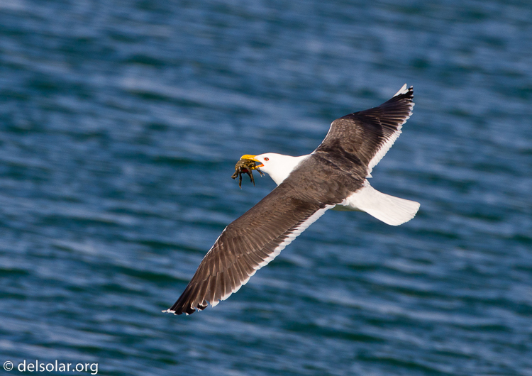 Canon EOS 7D  --  500 mm  --  EF500mm f/4L IS USM  