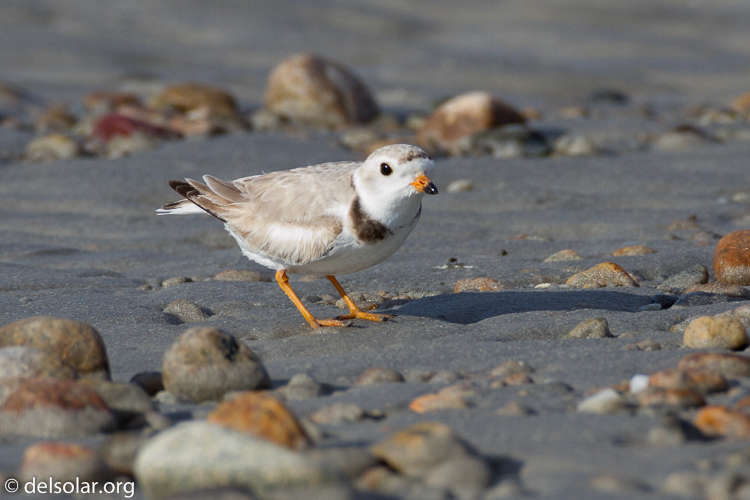 Canon EOS 7D  --  500 mm  --  EF500mm f/4L IS USM  