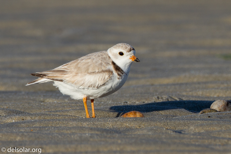 Canon EOS 7D  --  500 mm  --  EF500mm f/4L IS USM  