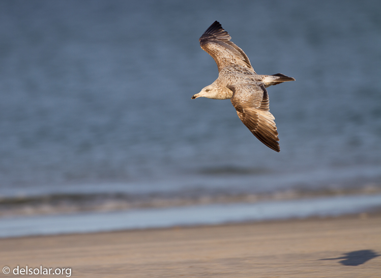 Canon EOS 7D  --  500 mm  --  EF500mm f/4L IS USM  