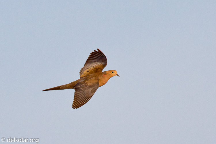 Canon EOS 7D  --  500 mm  --  EF500mm f/4L IS USM  