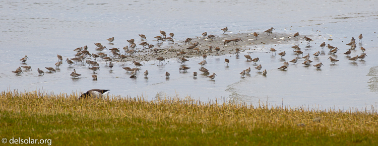 Canon EOS 7D  --  500 mm  --  EF500mm f/4L IS USM  