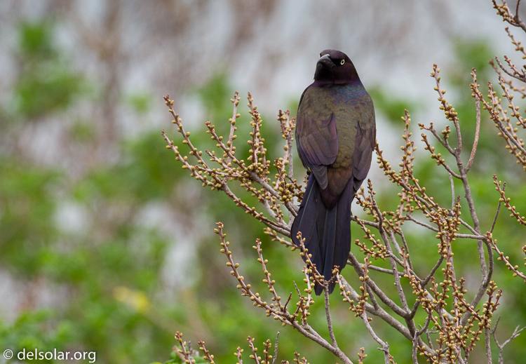 Canon EOS 7D  --  500 mm  --  EF500mm f/4L IS USM  