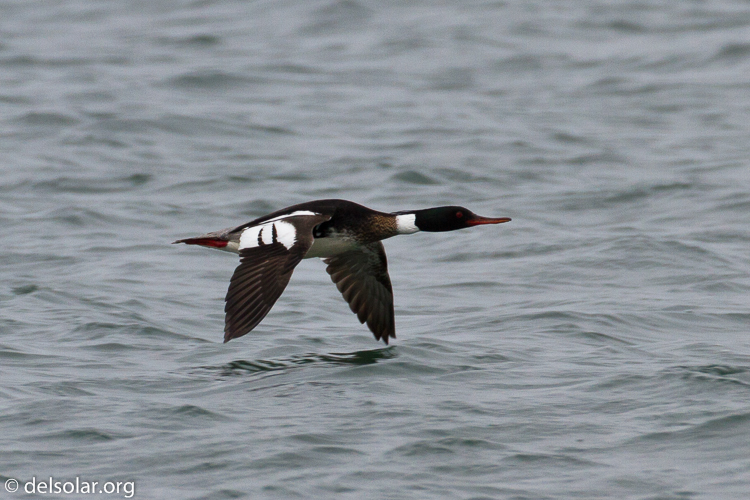 Canon EOS 7D  --  500 mm  --  EF500mm f/4L IS USM  