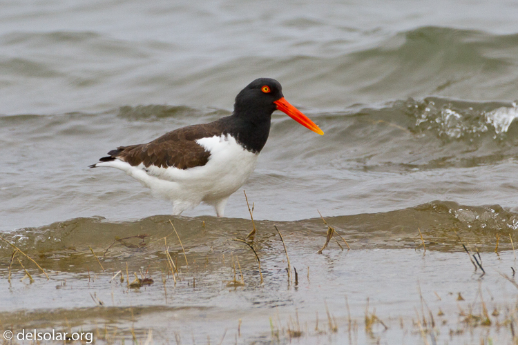 Canon EOS 7D  --  500 mm  --  EF500mm f/4L IS USM  