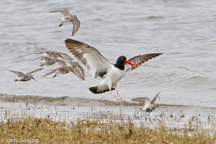 Canon EOS 7D  --  500 mm  --  EF500mm f/4L IS USM  