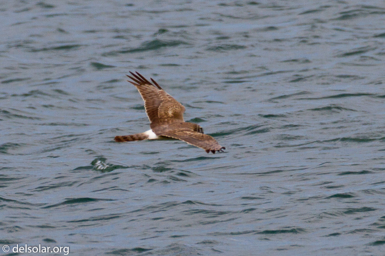 Canon EOS 7D  --  500 mm  --  EF500mm f/4L IS USM  