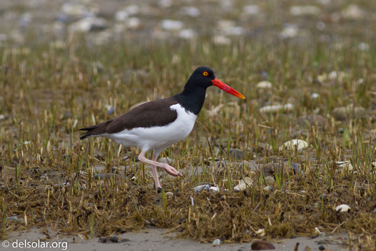 Canon EOS 7D  --  400 mm  --  EF400mm f/5.6L USM  