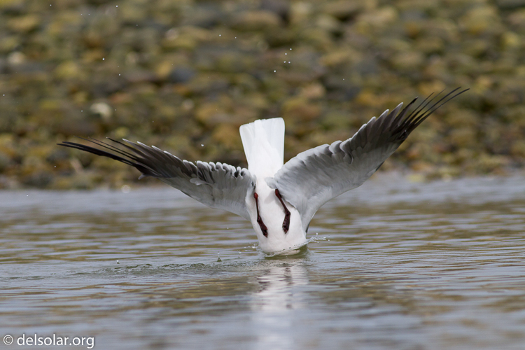 Canon EOS 7D  --  400 mm  --  EF400mm f/5.6L USM  