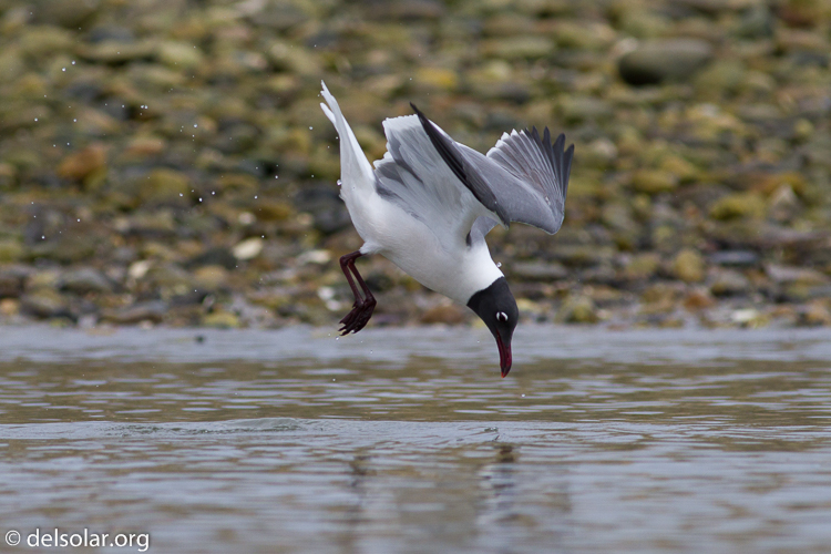 Canon EOS 7D  --  400 mm  --  EF400mm f/5.6L USM  