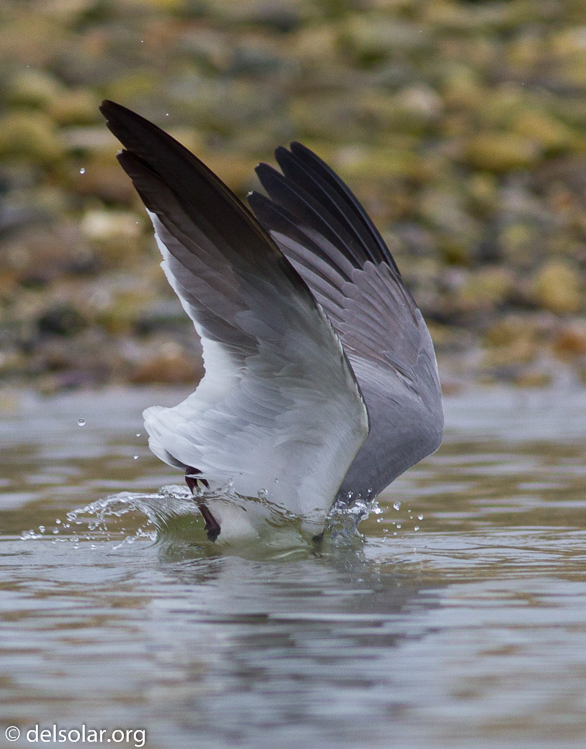 Canon EOS 7D  --  400 mm  --  EF400mm f/5.6L USM  