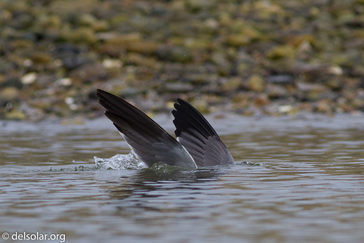 Canon EOS 7D  --  400 mm  --  EF400mm f/5.6L USM  