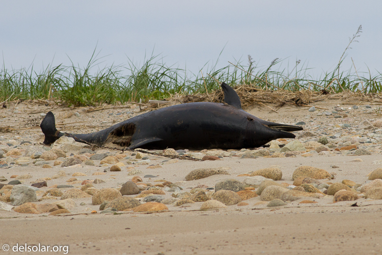 Canon EOS 7D  --  400 mm  --  EF400mm f/5.6L USM  