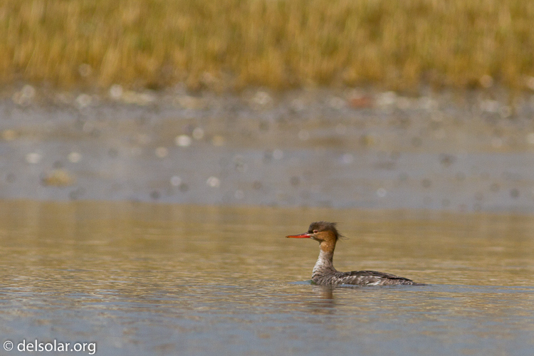 Canon EOS 7D  --  400 mm  --  EF400mm f/5.6L USM  