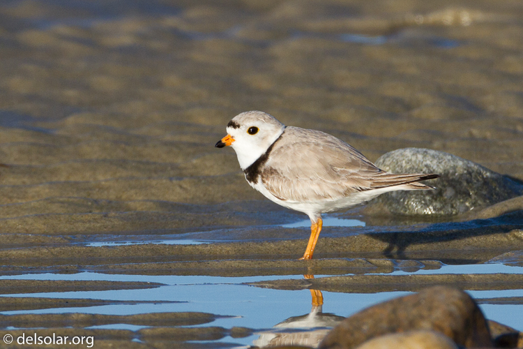 Canon EOS 7D  --  500 mm  --  EF500mm f/4L IS USM  
