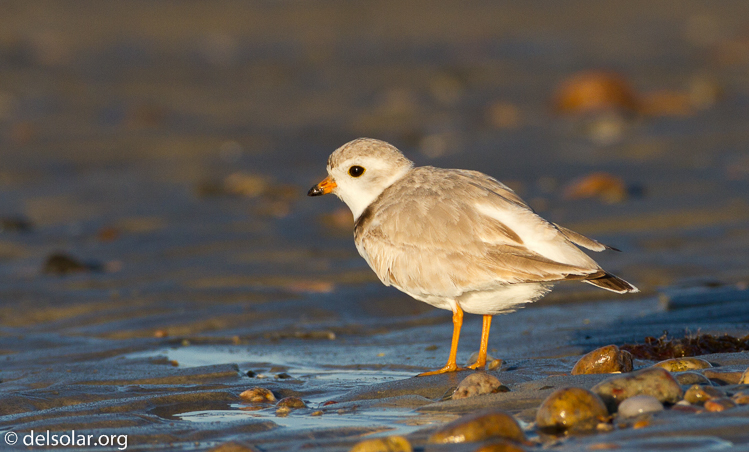 Canon EOS 7D  --  500 mm  --  EF500mm f/4L IS USM  