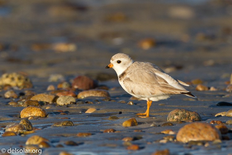 Canon EOS 7D  --  500 mm  --  EF500mm f/4L IS USM  