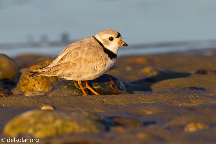 Canon EOS 7D  --  500 mm  --  EF500mm f/4L IS USM  