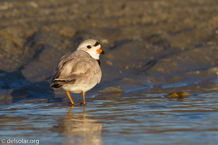 Canon EOS 7D  --  500 mm  --  EF500mm f/4L IS USM  