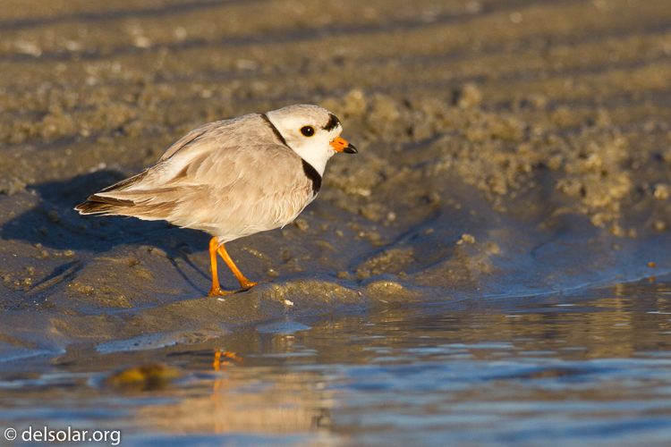 Canon EOS 7D  --  500 mm  --  EF500mm f/4L IS USM  