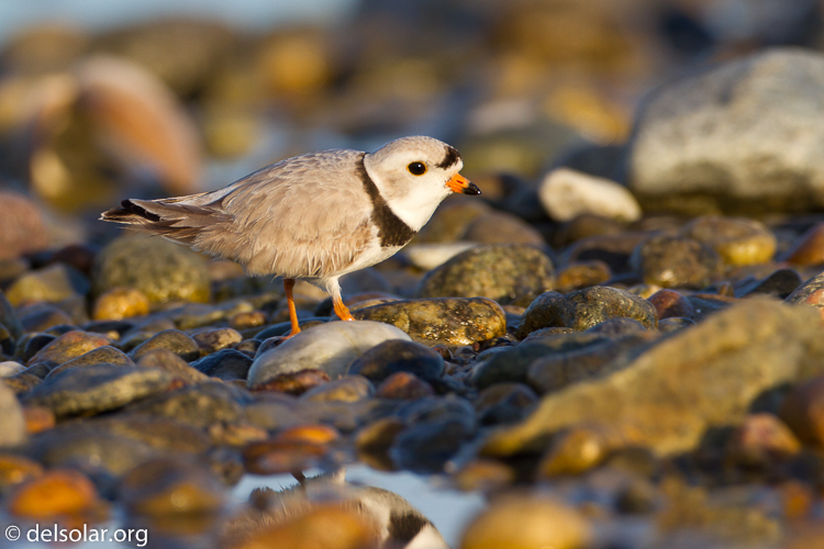 Canon EOS 7D  --  500 mm  --  EF500mm f/4L IS USM  