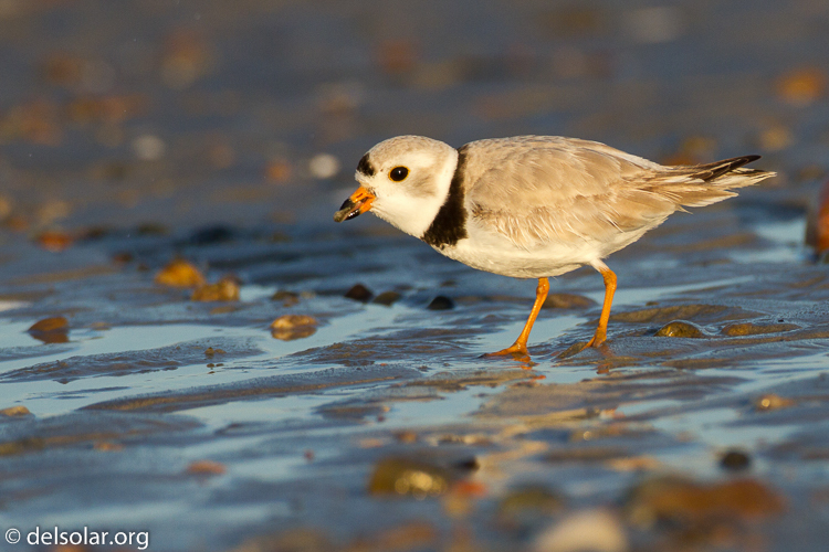 Canon EOS 7D  --  500 mm  --  EF500mm f/4L IS USM  