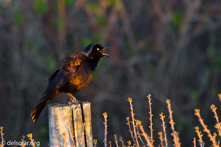 Canon EOS 7D  --  500 mm  --  EF500mm f/4L IS USM  