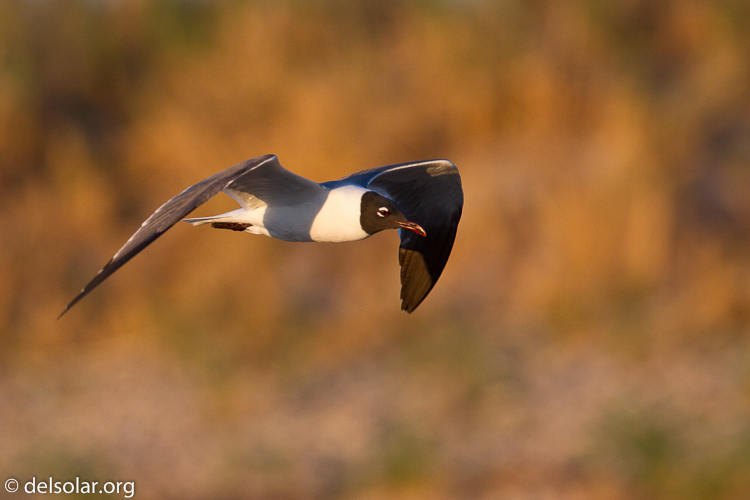 Canon EOS 7D  --  500 mm  --  EF500mm f/4L IS USM  