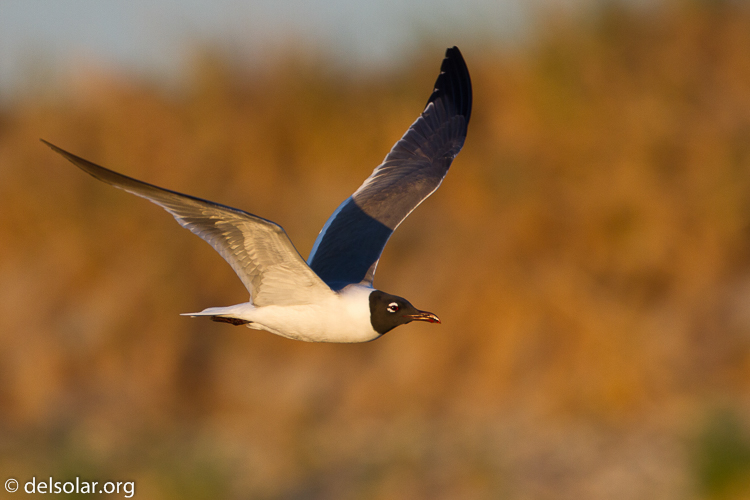 Canon EOS 7D  --  500 mm  --  EF500mm f/4L IS USM  