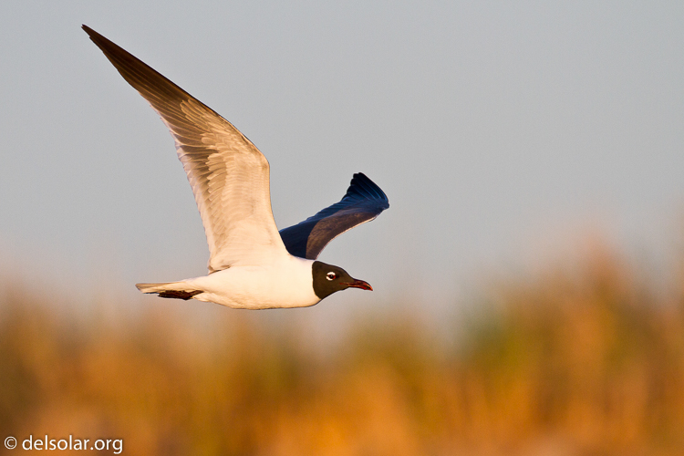 Canon EOS 7D  --  500 mm  --  EF500mm f/4L IS USM  