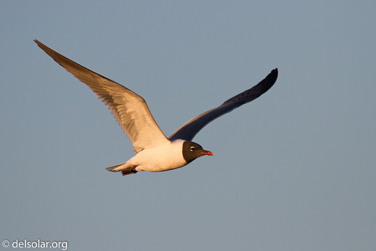 Canon EOS 7D  --  500 mm  --  EF500mm f/4L IS USM  