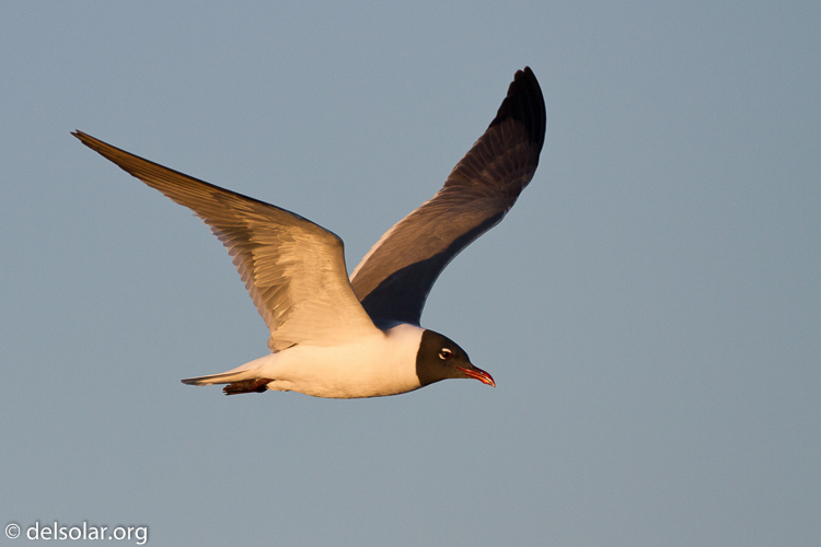 Canon EOS 7D  --  500 mm  --  EF500mm f/4L IS USM  