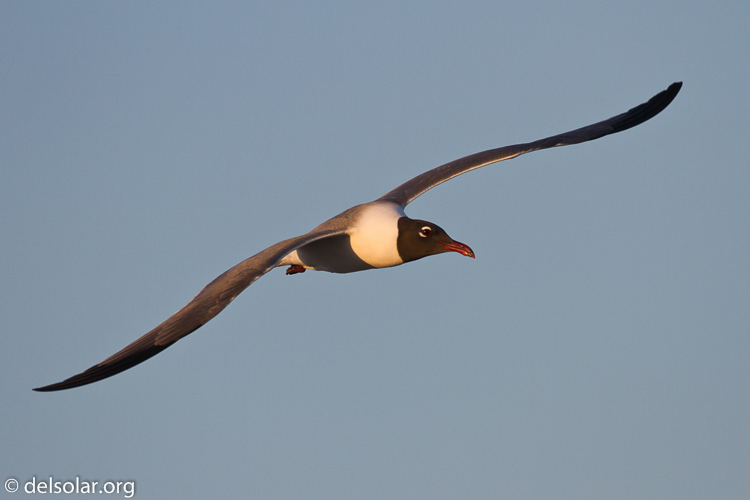 Canon EOS 7D  --  500 mm  --  EF500mm f/4L IS USM  