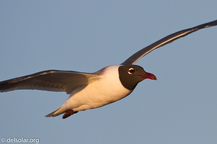 Canon EOS 7D  --  500 mm  --  EF500mm f/4L IS USM  