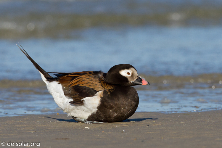 Canon EOS 7D  --  500 mm  --  EF500mm f/4L IS USM  