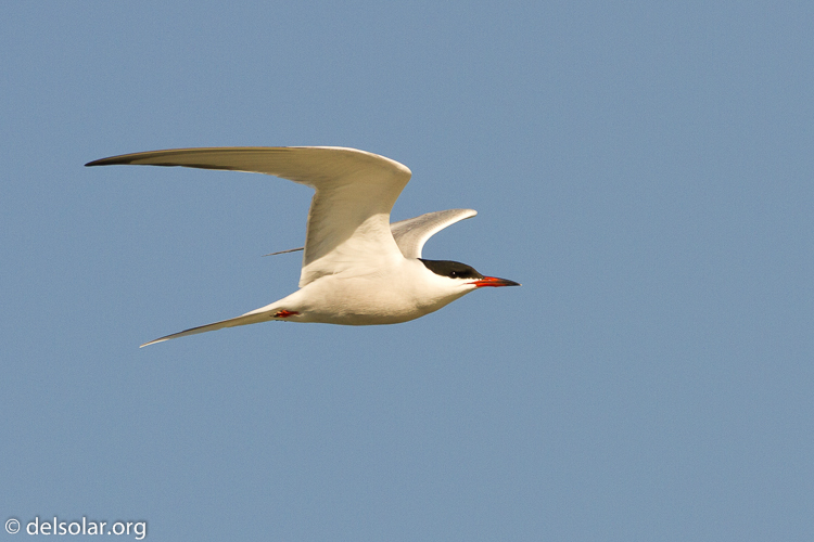 Canon EOS 7D  --  500 mm  --  EF500mm f/4L IS USM  