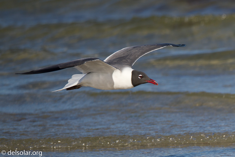 Canon EOS 7D  --  500 mm  --  EF500mm f/4L IS USM  
