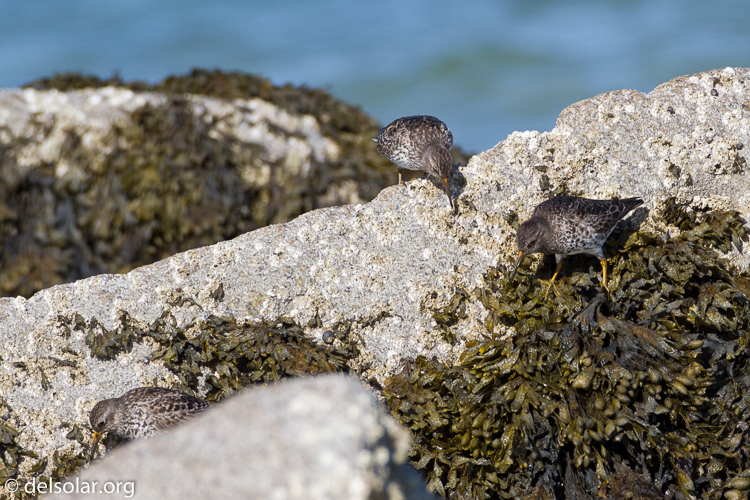 Canon EOS 7D  --  500 mm  --  EF500mm f/4L IS USM  