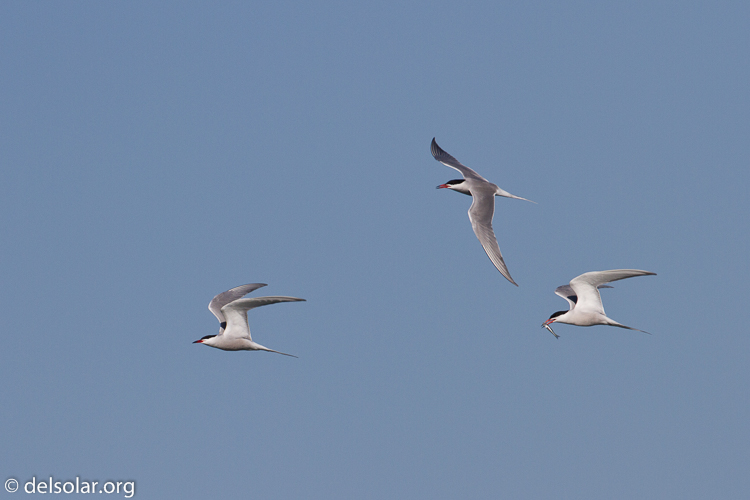 Canon EOS 7D  --  500 mm  --  EF500mm f/4L IS USM  