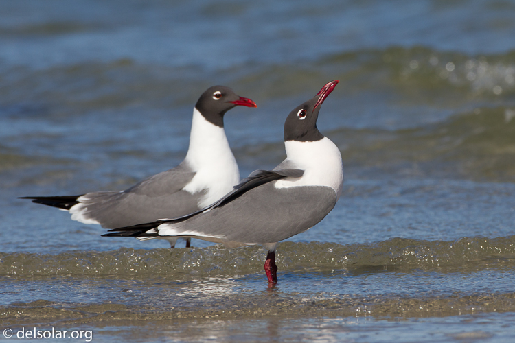 Canon EOS 7D  --  500 mm  --  EF500mm f/4L IS USM  