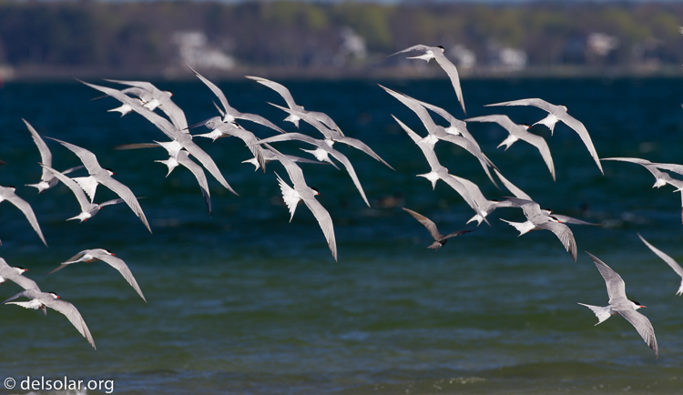 Canon EOS 7D  --  500 mm  --  EF500mm f/4L IS USM  